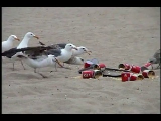 teenagers fed seagulls laxatives